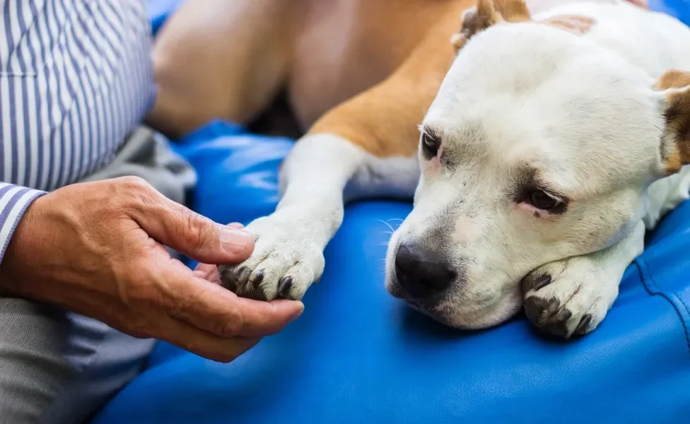 Cachorro com semblante abatido tendo a pata segurada por mão de tutor