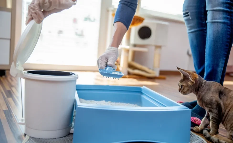 Gato olhando tutora limpando sua caixa de areia