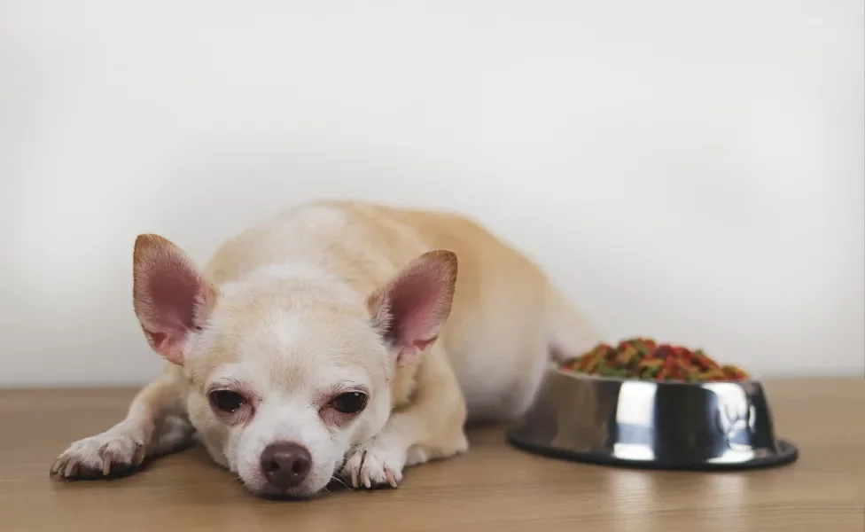 Cachorro pequeno com semblante abatido ao lado de pote cheio de ração