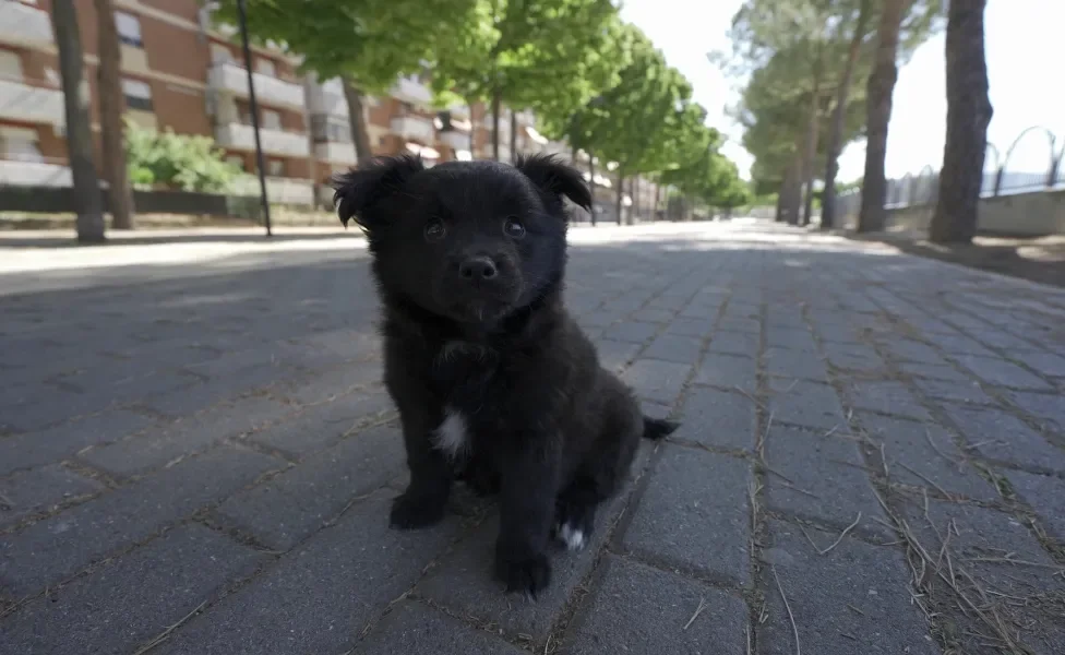 cachorro filhote preto sentado em praça