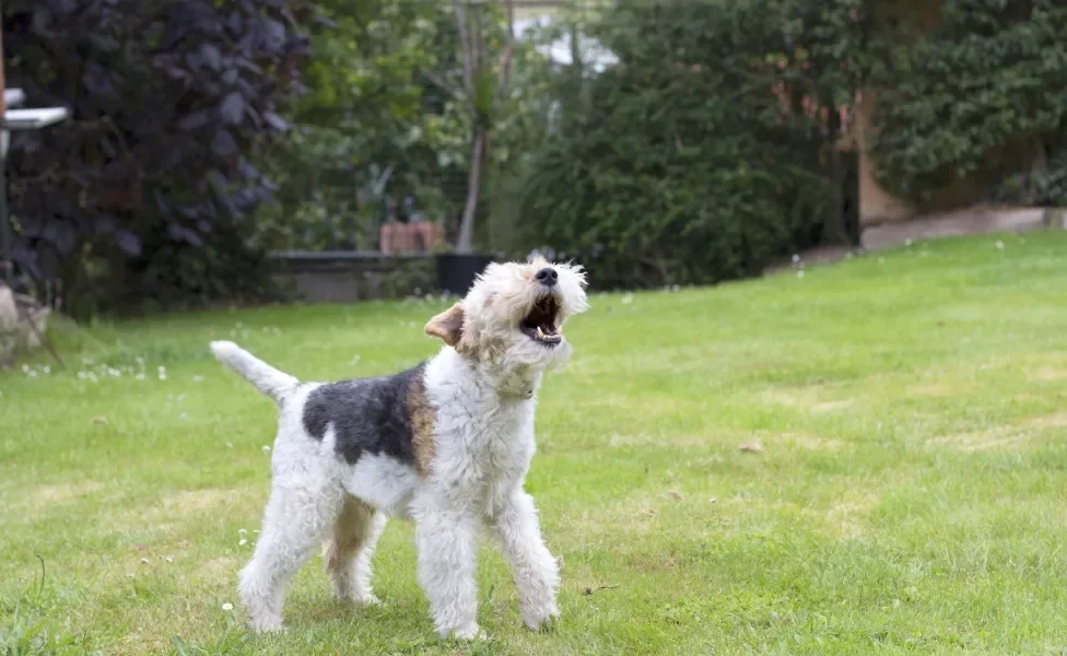 Cachorro latindo sozinho em jardim