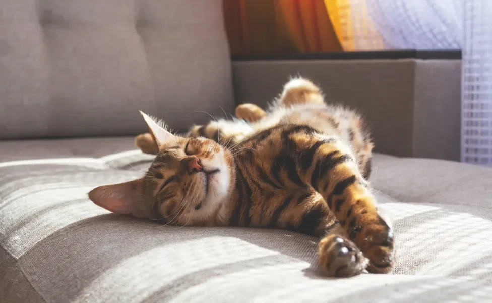 Gato deitado em sofá descansando confortavelmente