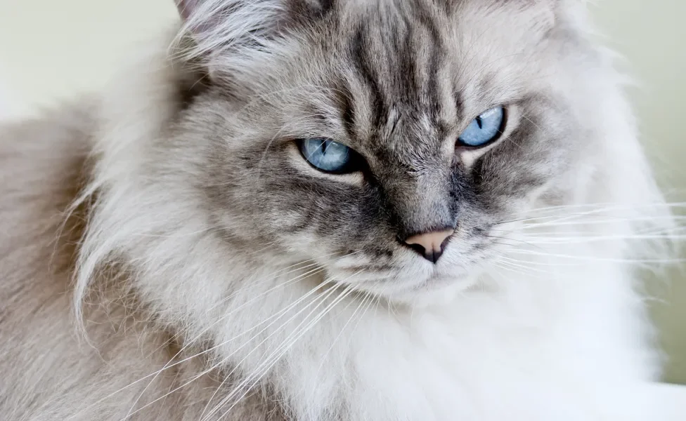 Gato Ragdoll com olhos azuis olhando para a câmera