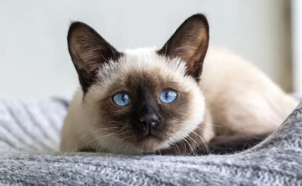 Gato Siamês com olhos muito azuis