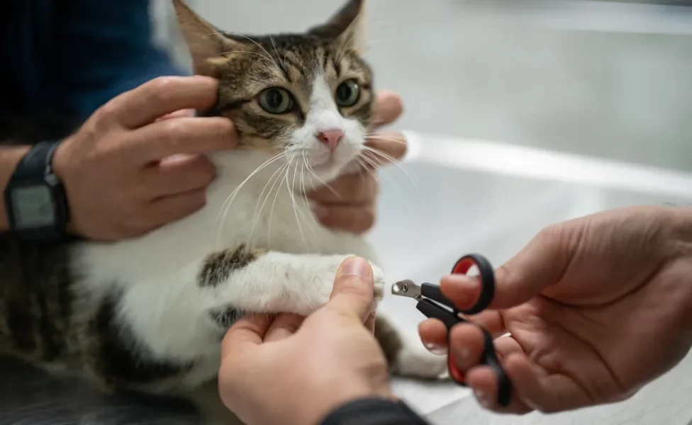 Gato tendo as unhas cortadas com tesoura especial