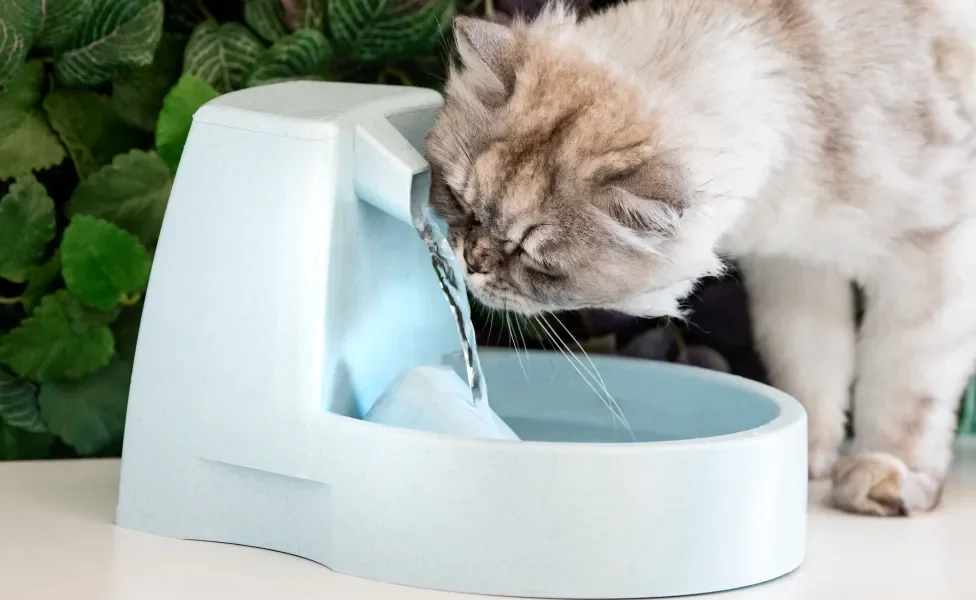 Gato bebendo água em fonte automática