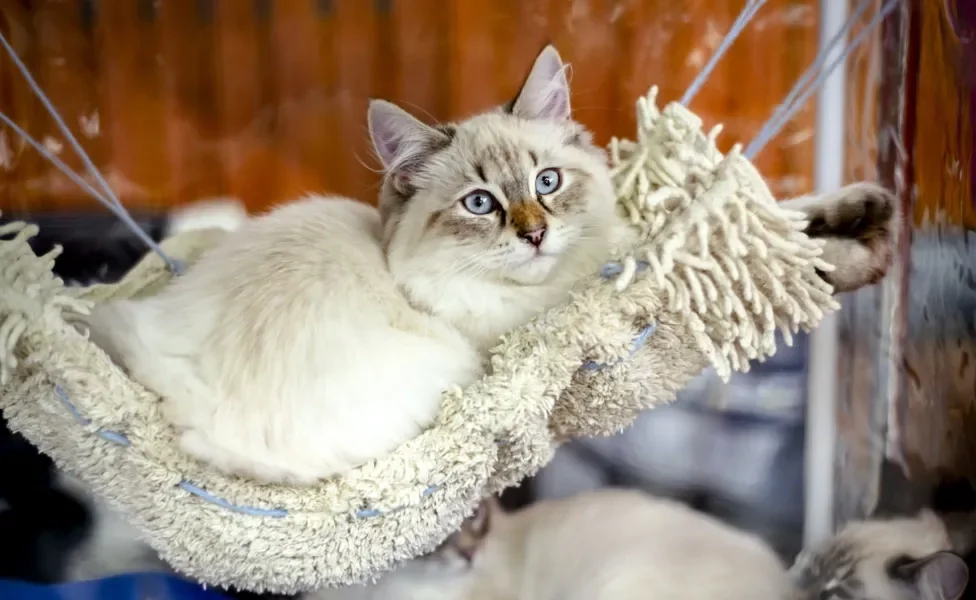 Gato deitado em rede especial para seu tamanho