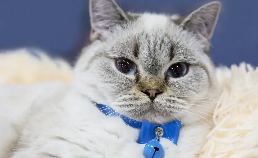 Gato usando coleira azul com guizo