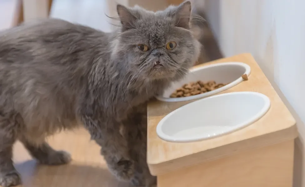 Gato cinza perto de comedouro com suporte de madeira