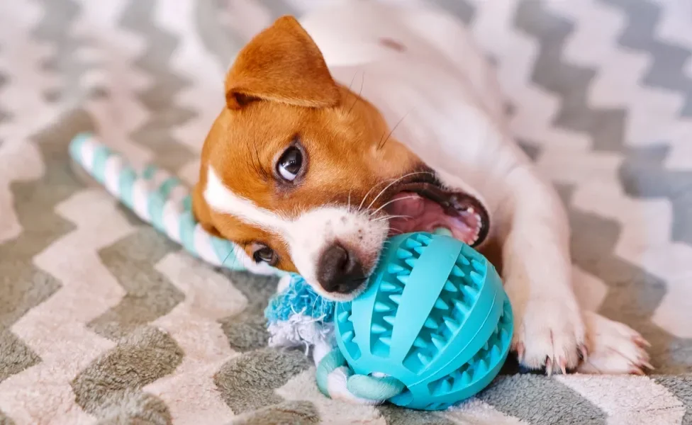 Cachorro pequeno mordendo brinquedo azul