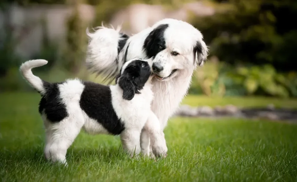 Dois cães branco e preto brincando no jardim