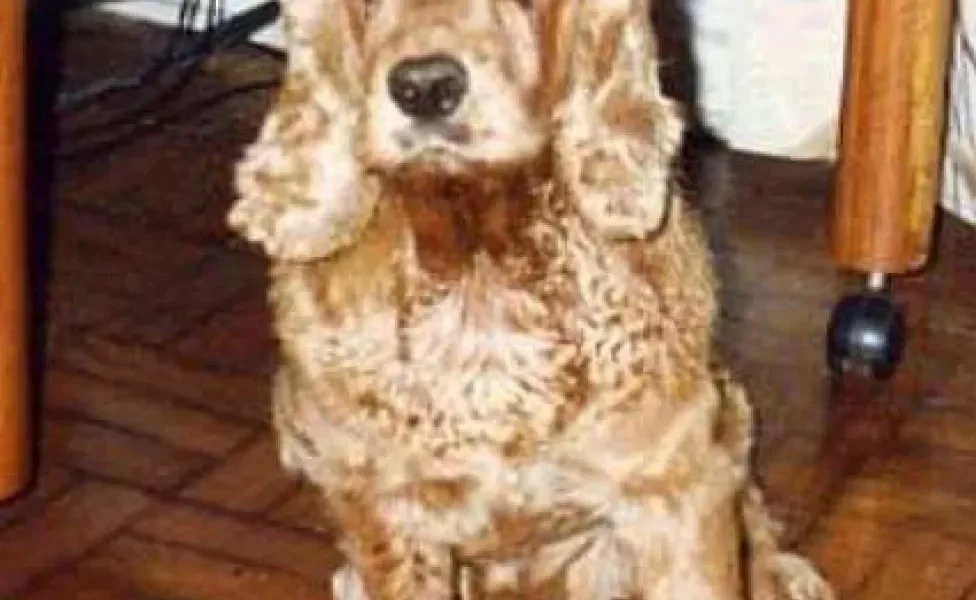 Cão dourado com longas orelhas sentado no chão de casa