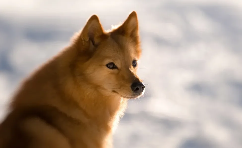 Cão Spitz Finlandês em destaque com fundo de neve 