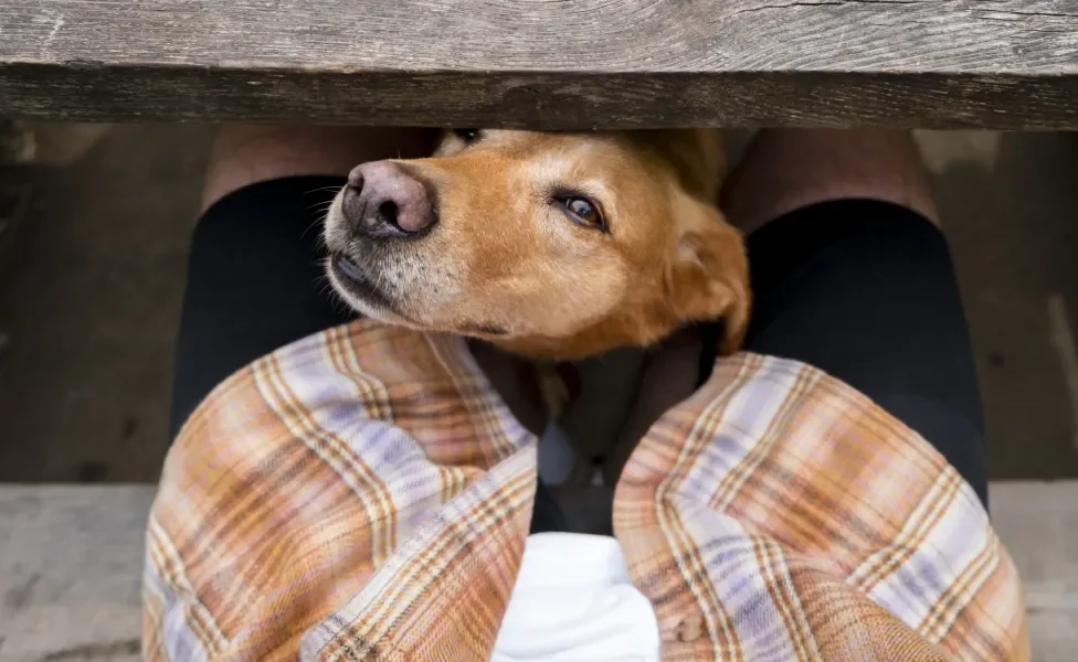 Cachorro entre as pernas de tutor