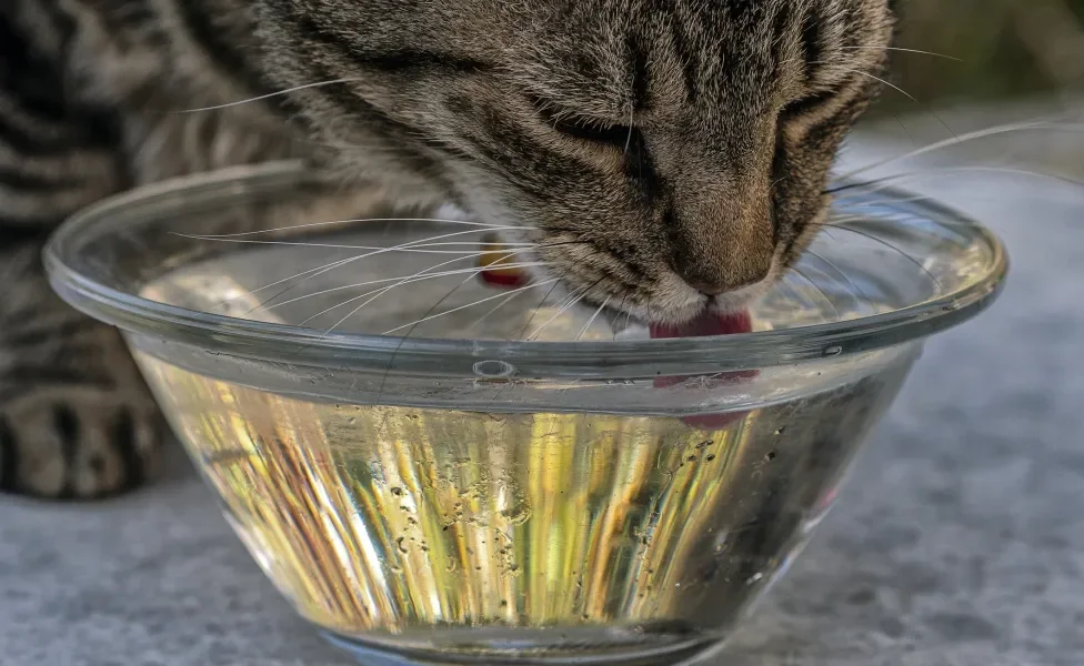 Gato bebendo água em pote de vidro