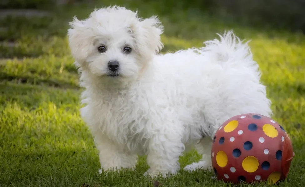 Cãozinho peludo branco em pé em gramado perto de bola colorida