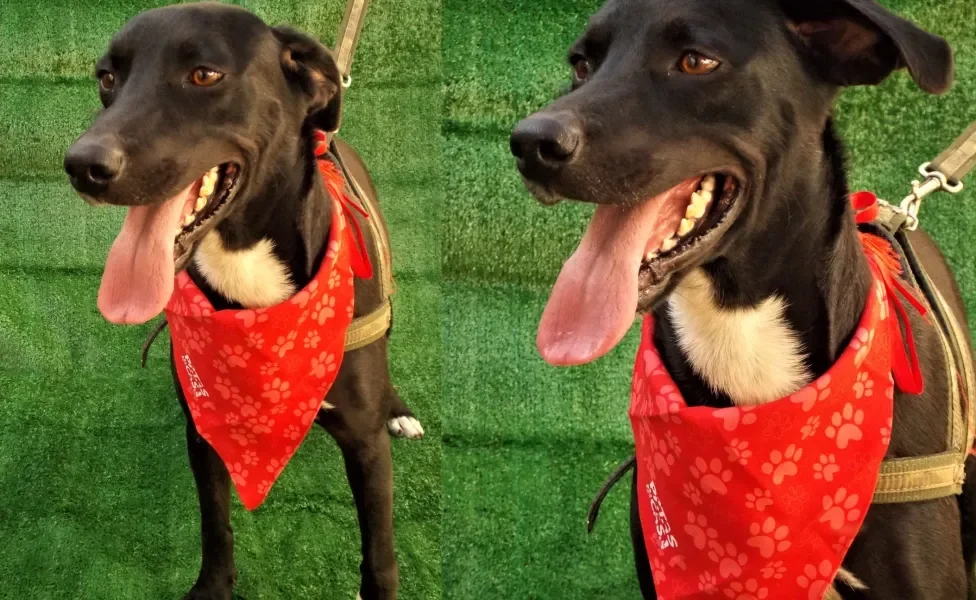 cachorro preto com bandana