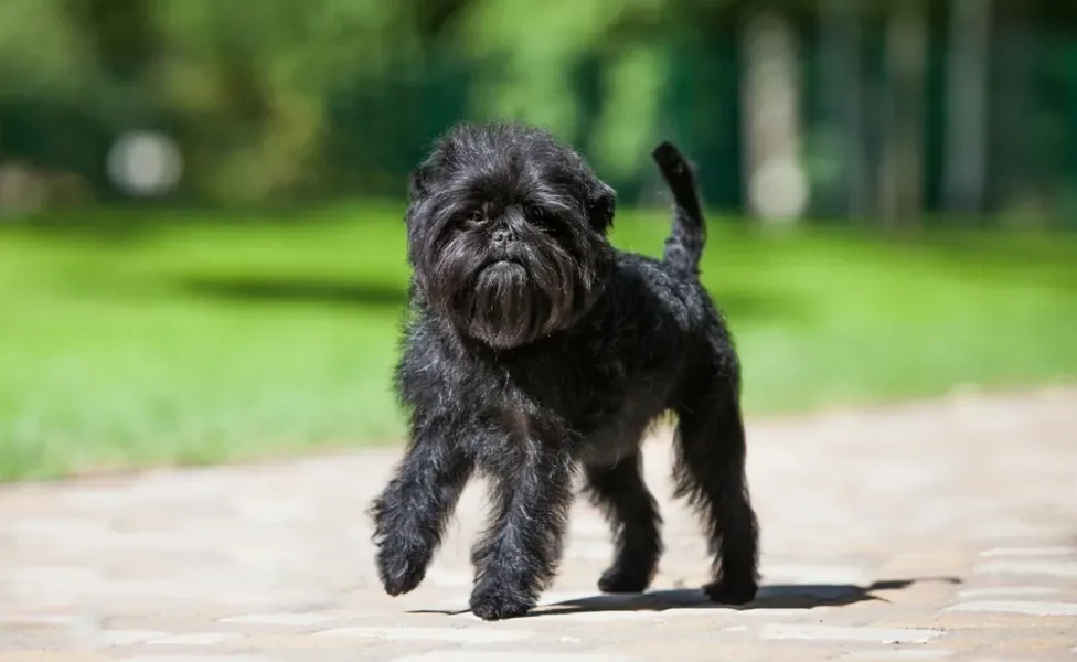  Affenpinscher ao ar livre