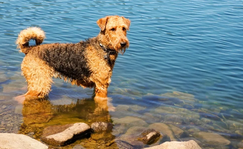 Airedale Terrier no lago