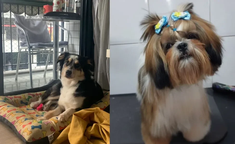 Cão vira-lata deitado na cama e Shih Tzu sentado na mesa