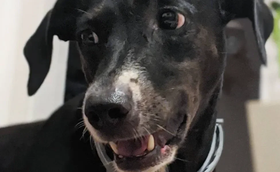 Cachorro preto com mancha branca de lado e boca aberta com uma coleira cinza no pescoço