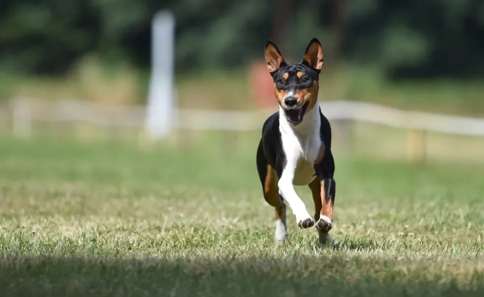 Cachorro da raça Basenji correndo ao ar livre