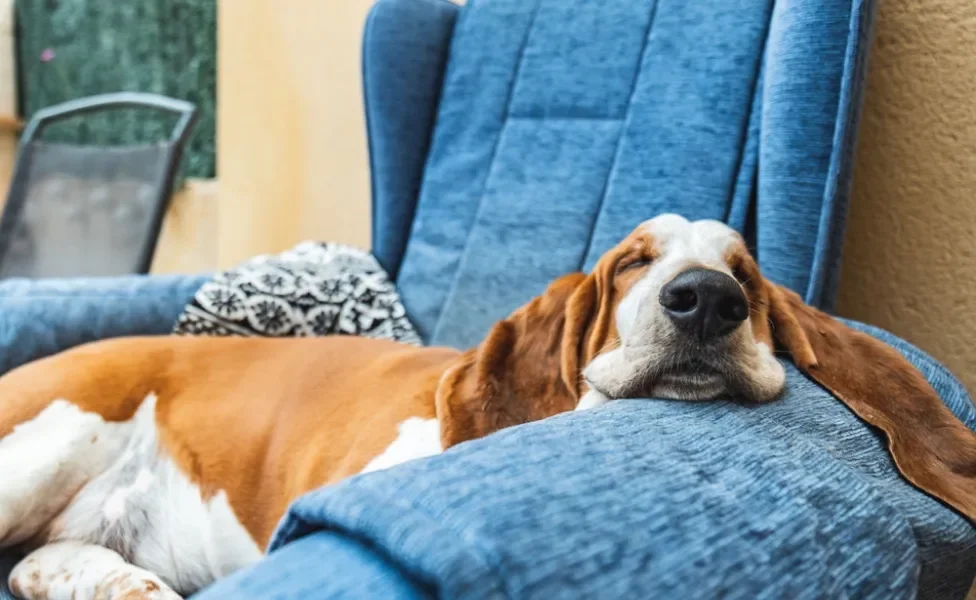 Basset Hound dormindo no sofá