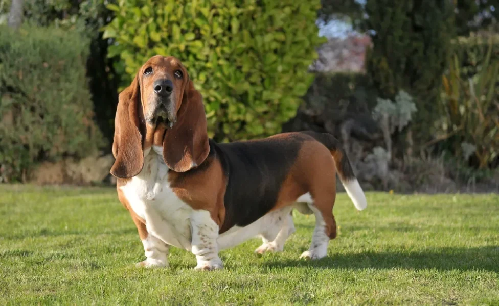 Basset Hound ao ar livre