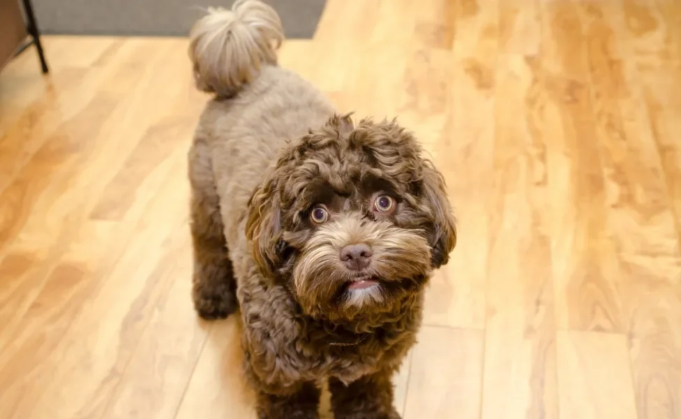 Bichon Havanês dentro de casa