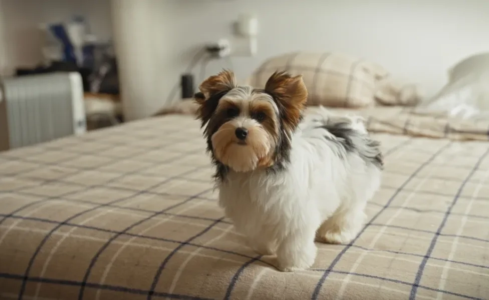 Cachorro da raça Biewer Terrier em pé em cima de uma cama de casal