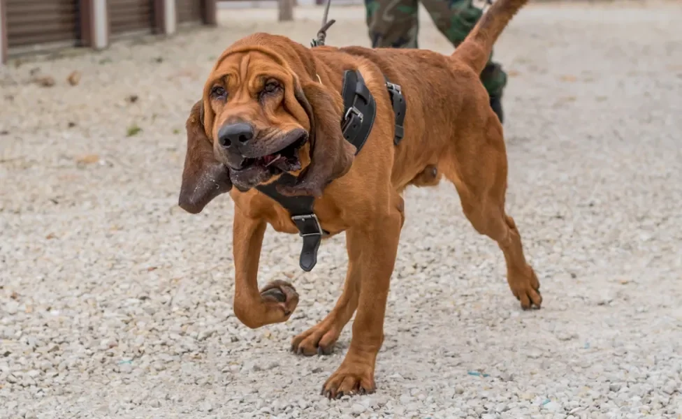 Bloodhound de boca aberta passeando