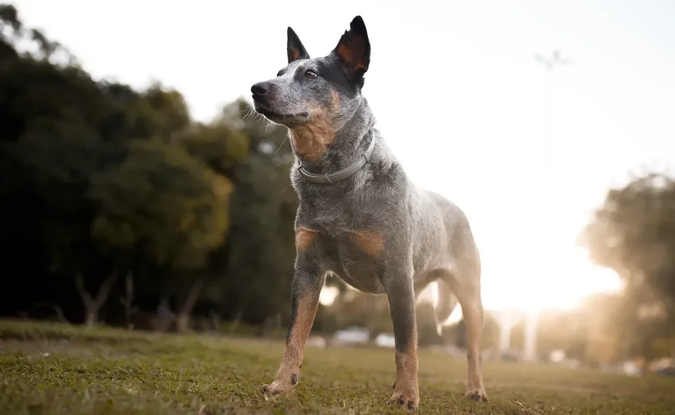 Cachorro da raça Boiadeiro Australiano em pé ao ar livre