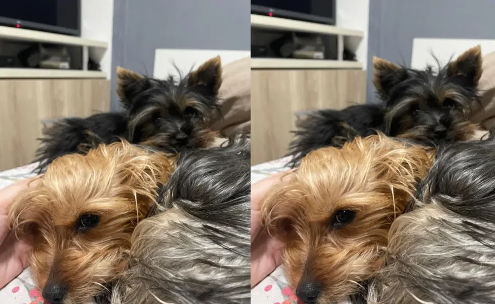 Dois cães da raça Yorkshire deitados na cama