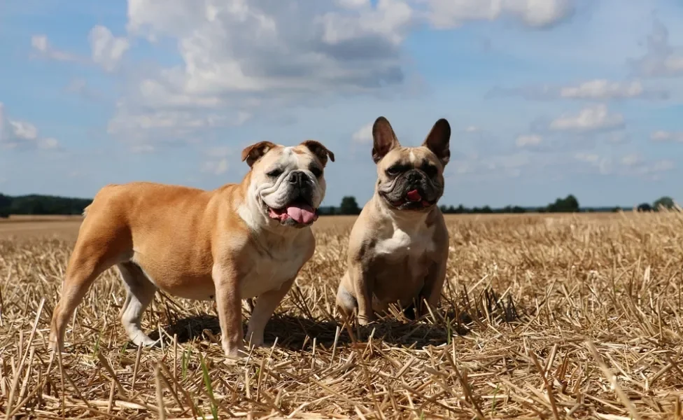 Bulldog Inglês e Bulldog Francês juntos