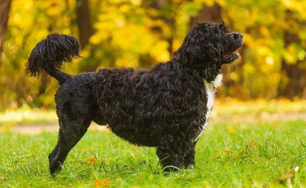 Cão de Água Português em pé ao ar livre