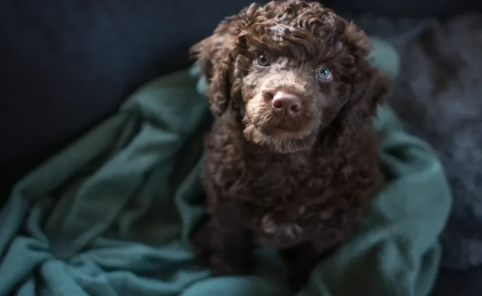 Cão de Água Português filhote sentado