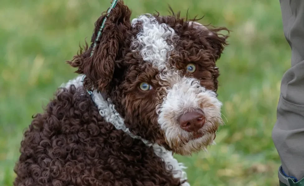 Cão de água português marrom com branco sentado