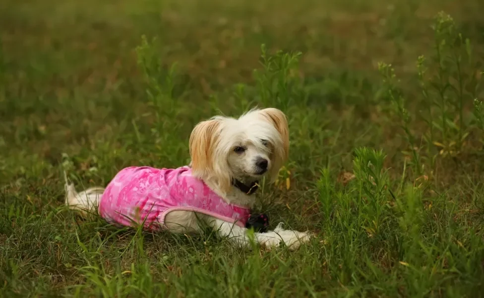 Cão de Crista Chinês deitado na grama