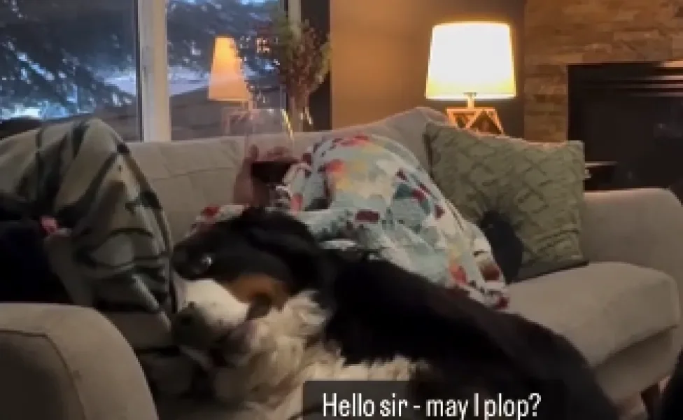 cachorro Bernese tentando chamar a atenção do dono, que está deitado no sofá