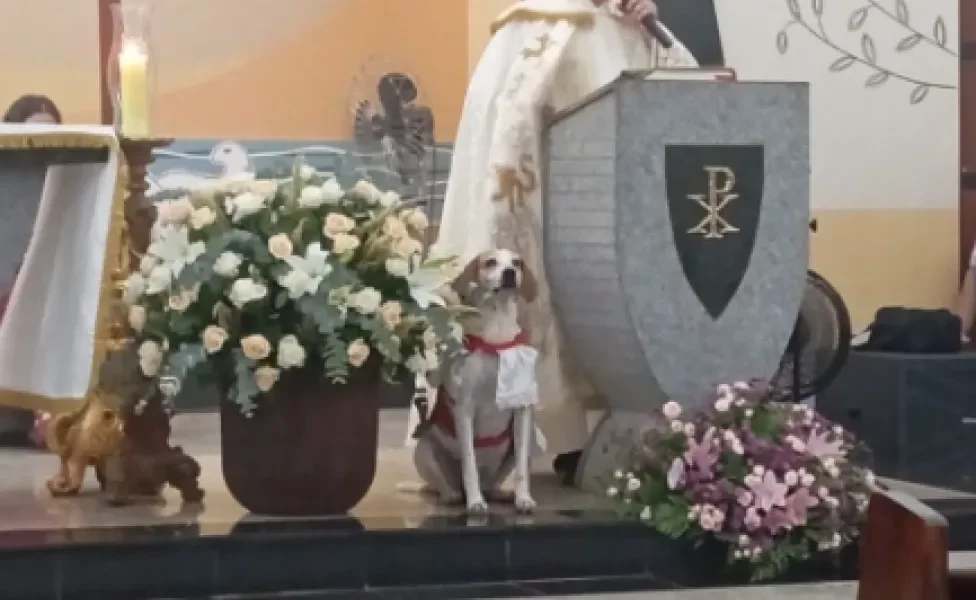 cachorro vestido de coroinha no altar ao lado de padre