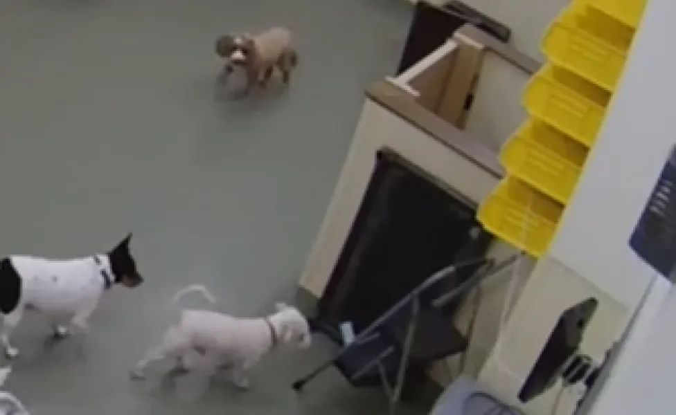 cachorros olhando para uma escada dentro da creche