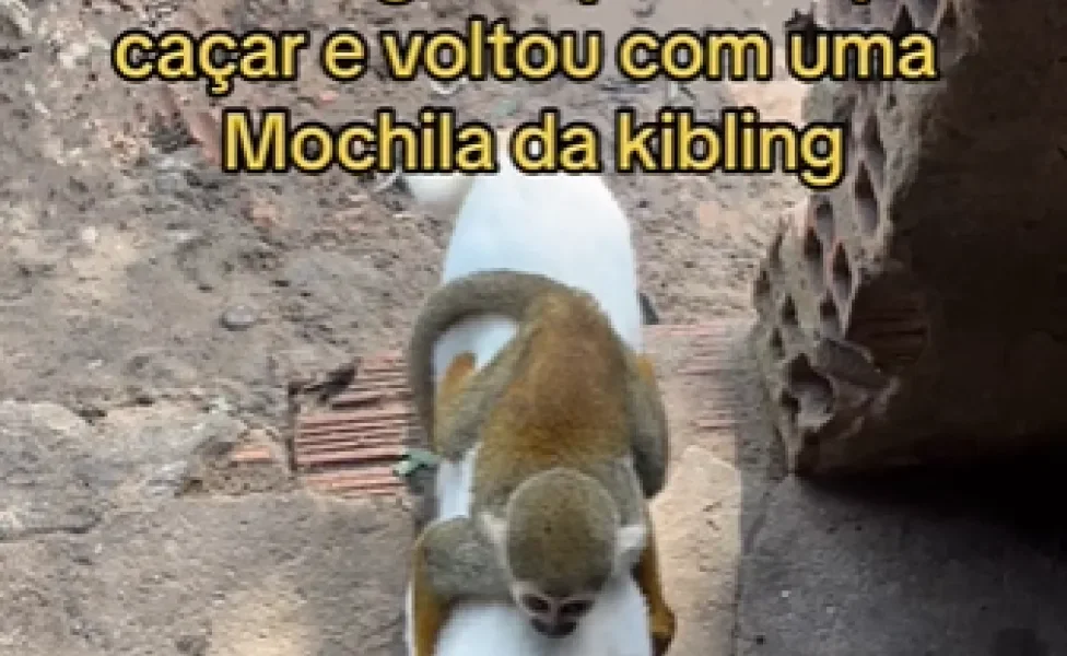 macaquinho nas costas de gatinho branco