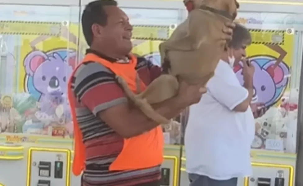 frentista segurando vira-lata caramelo no colo