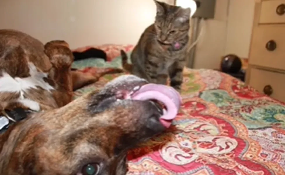 cachorro com língua de fora e gato olhando para cachorro