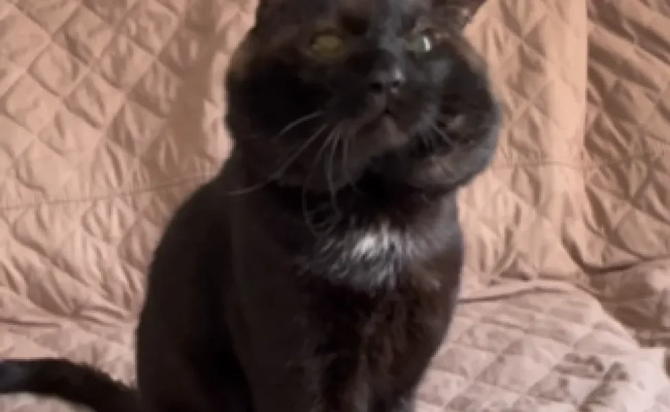 gato preto olhando para a câmera