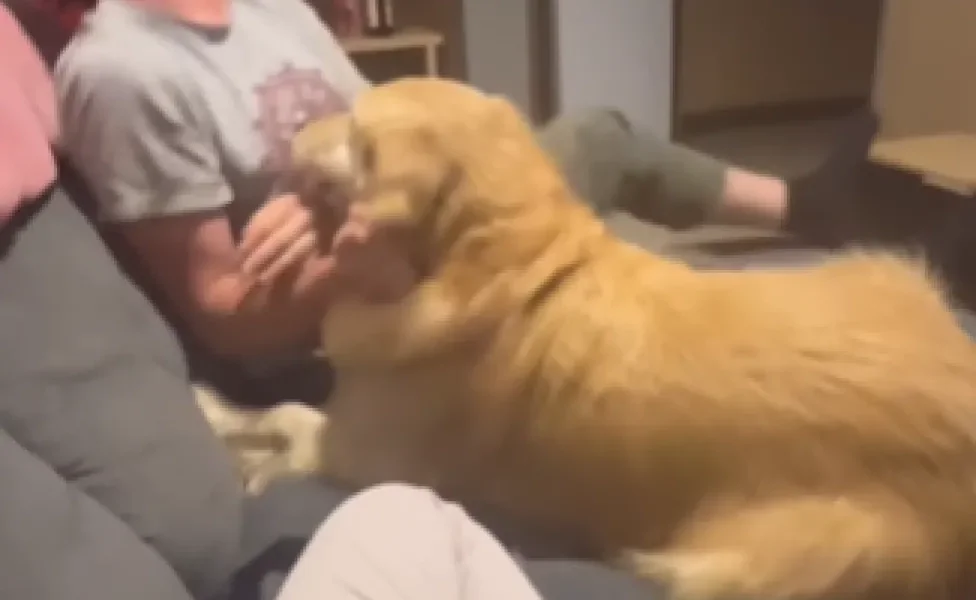 cachorro golden retriever no sofá com homem rindo