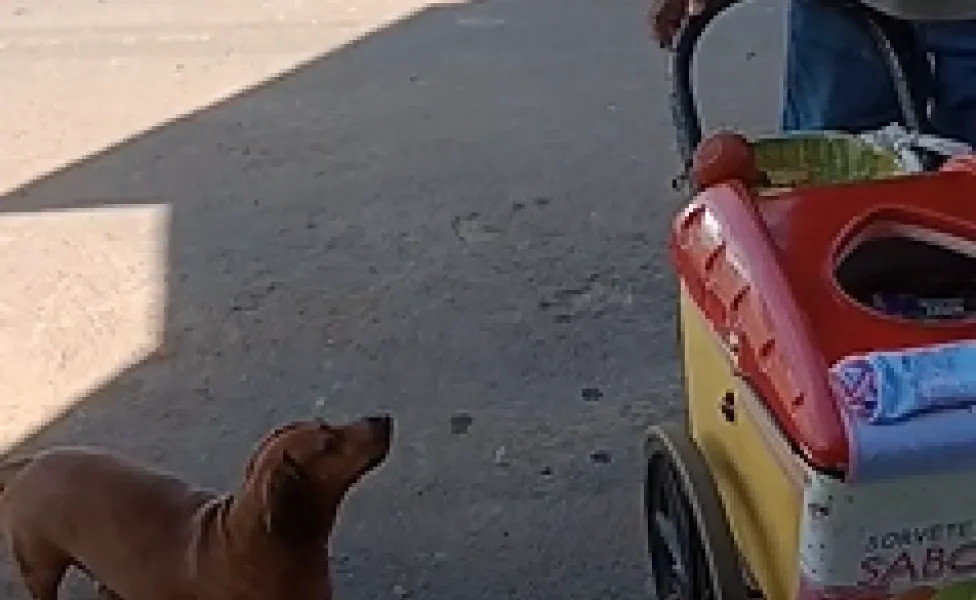 cachorro dachshund olhando para moço do picolé