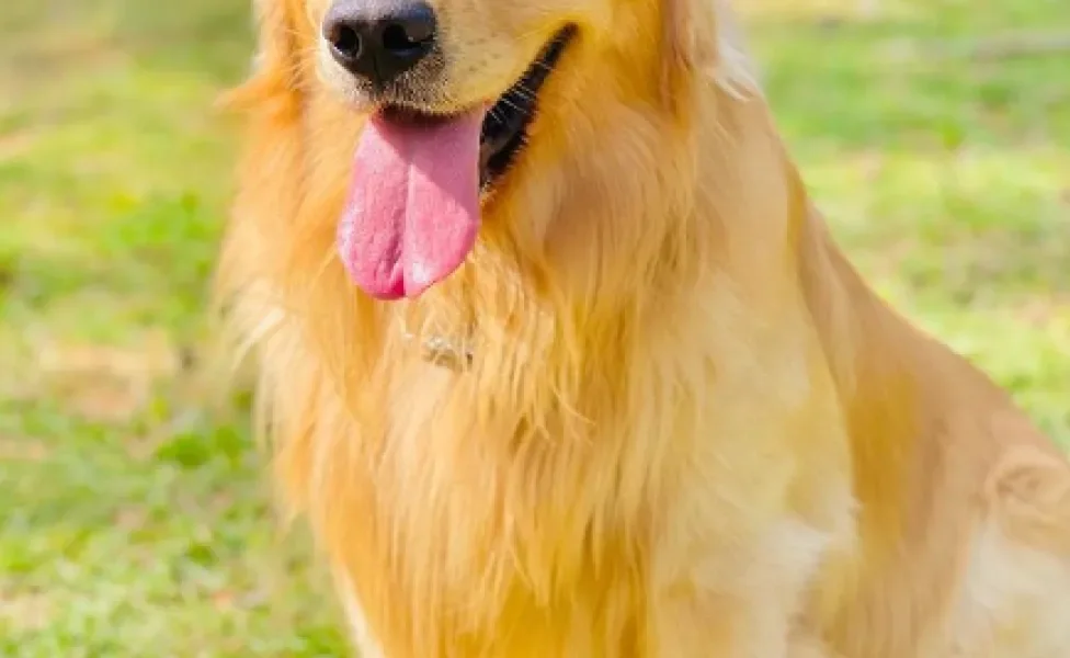 cachorro golden retriever do caso joca ao ar livre com língua de fora