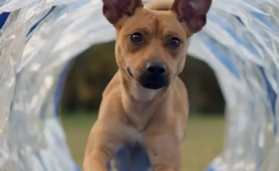 cachorro caramelo brincando