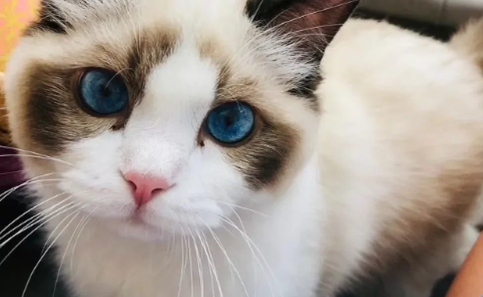 gato da raça Ragdoll 